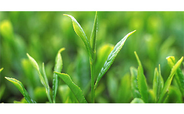 茶葉質量追溯管理係統可以實現哪些功能?具有哪些優點?